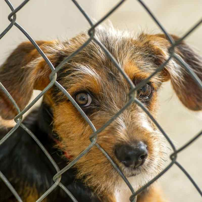 Rescue Dog Behaviour Training Paws 4 Success Transform Your Dog