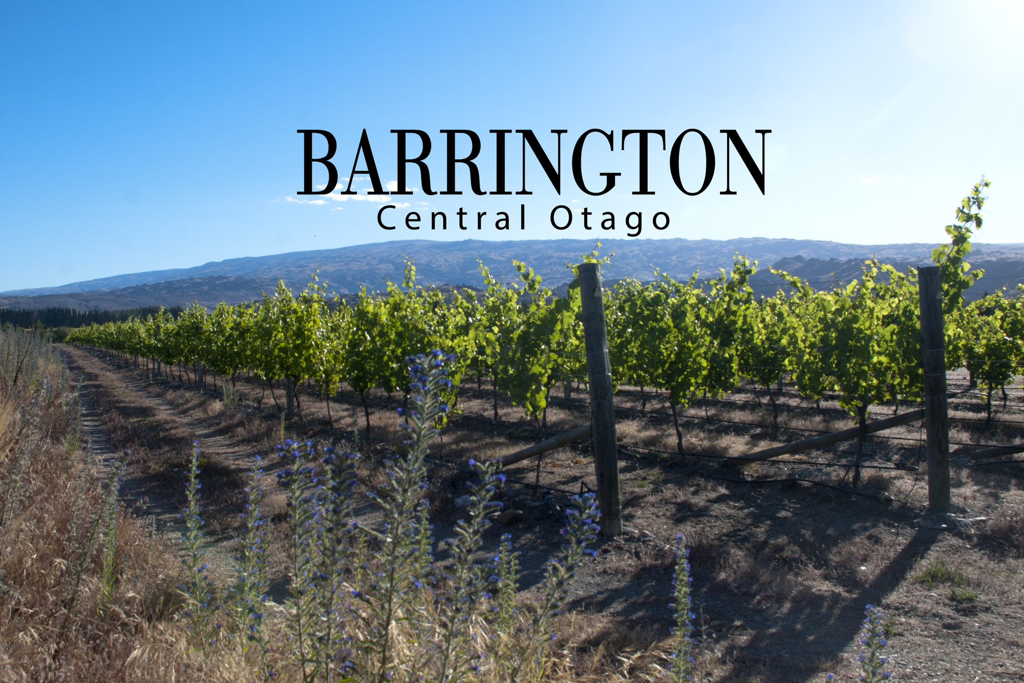 Barrington Wines in Central Otago