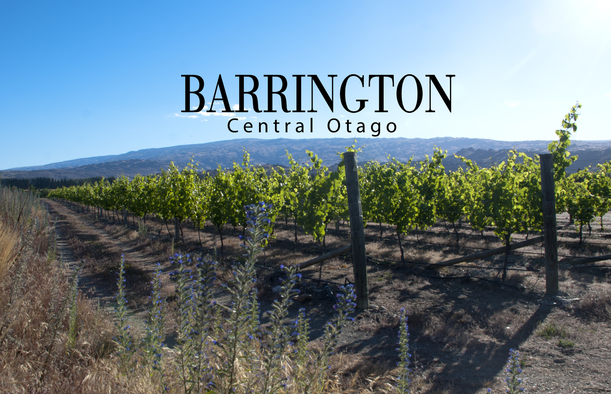 Barrington Wines in Central Otago