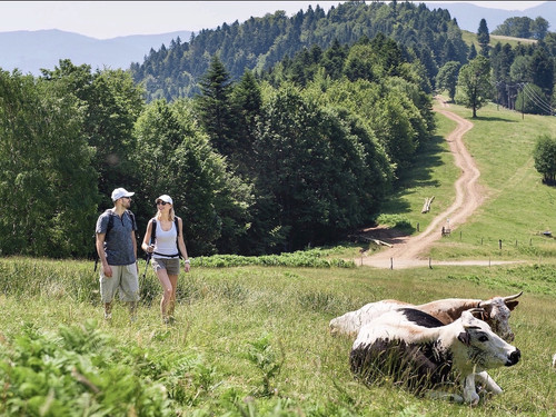 Walking - Vosges Mountains, Alsace  -  ©INFRA – MASSIF DES VOSGES
