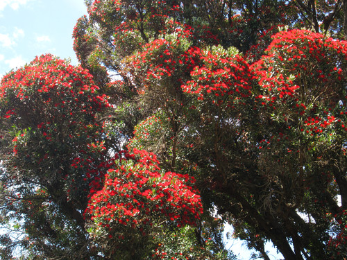A native rata tree displays its distinctive red flowers.