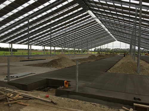 Cow lane and stall area under construction at Dinnington