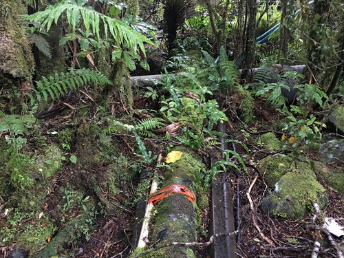 Existing pipeline through bush