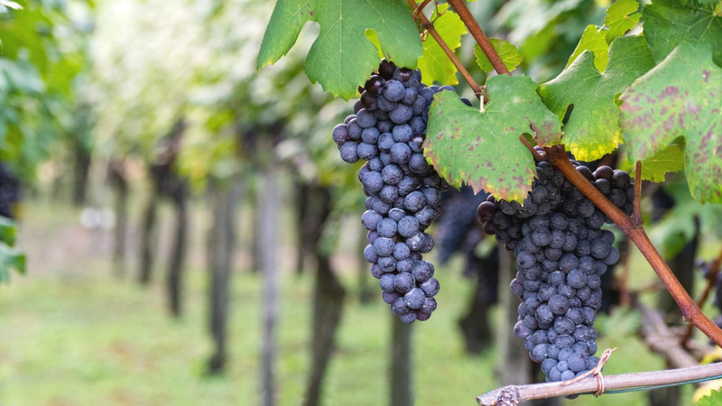 Red wine grapes Circuit Logistics Australia