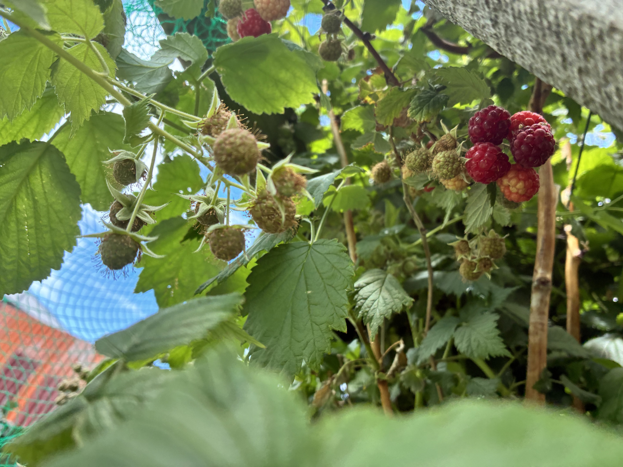 Raspberries starting to ripen 