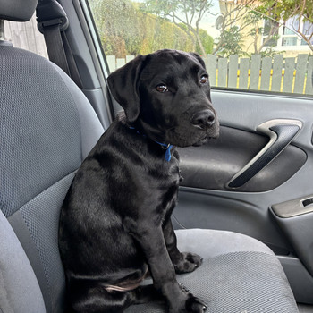 Bruce the dog in the passenger seat of the car