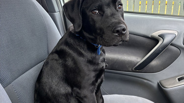 Bruce the dog in the passenger seat of the car