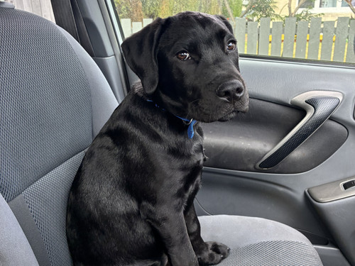 Bruce the dog in the passenger seat of the car