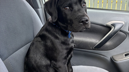 Bruce the dog in the passenger seat of the car