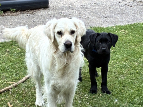 Bruce the Labrodor and Rangi the Golden Retriever standing together