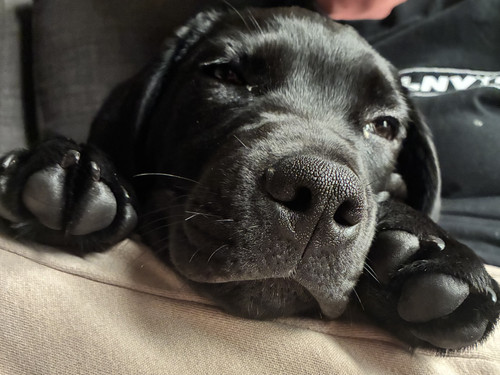 A close up of cute Bruce