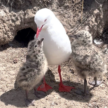 A photo of a seagull and two chicks