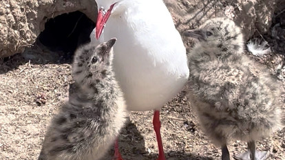 A photo of a seagull and two chicks