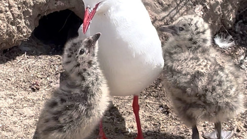 A photo of a seagull and two chicks