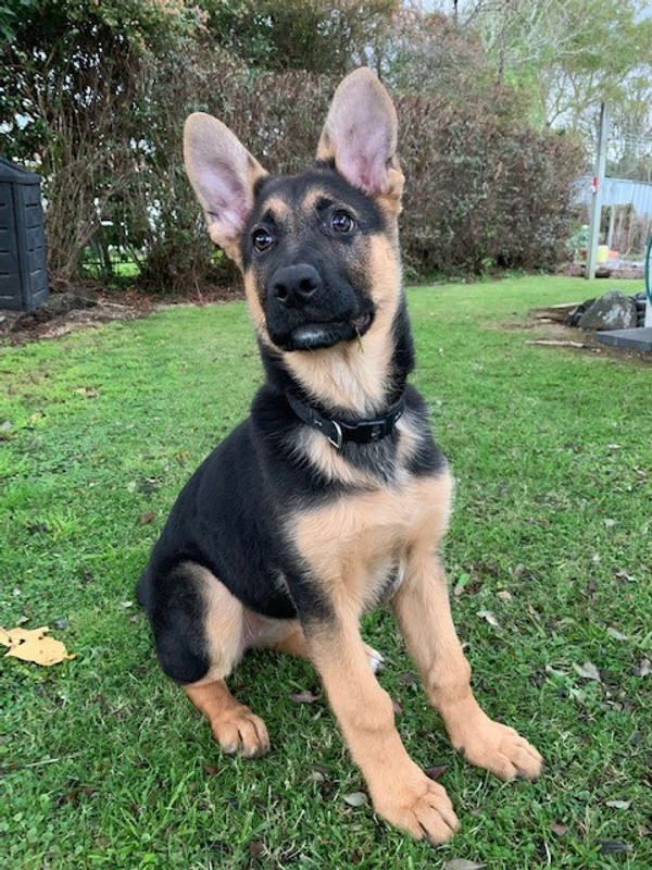 A fussy German Shepherd puppy is now eating well on Mighty Mix
