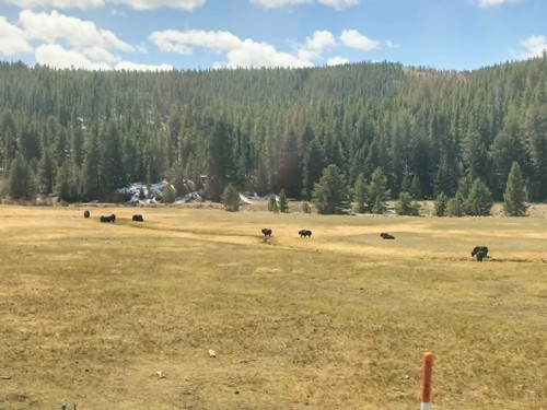 Buffalo out train window