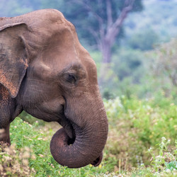 Elephant in the wild