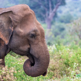 Elephant in the wild