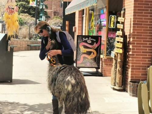 Dennis the Emu being walked down the street in Manitou Springs