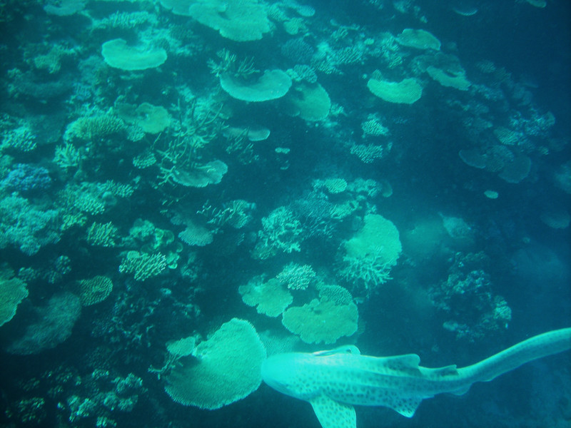 Erin's photo of the leopard shark on their outer reef snorkel trip.