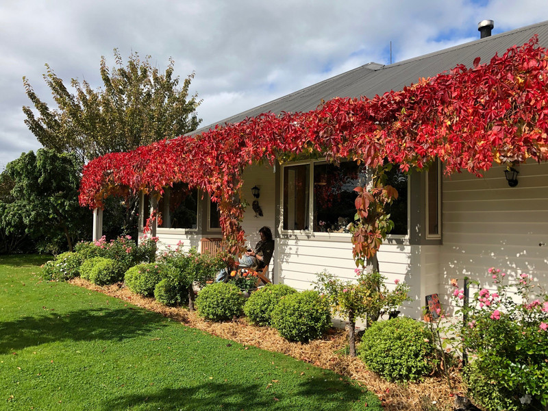 Located in Outram, NZ, the cottage in its full Autumn livery.