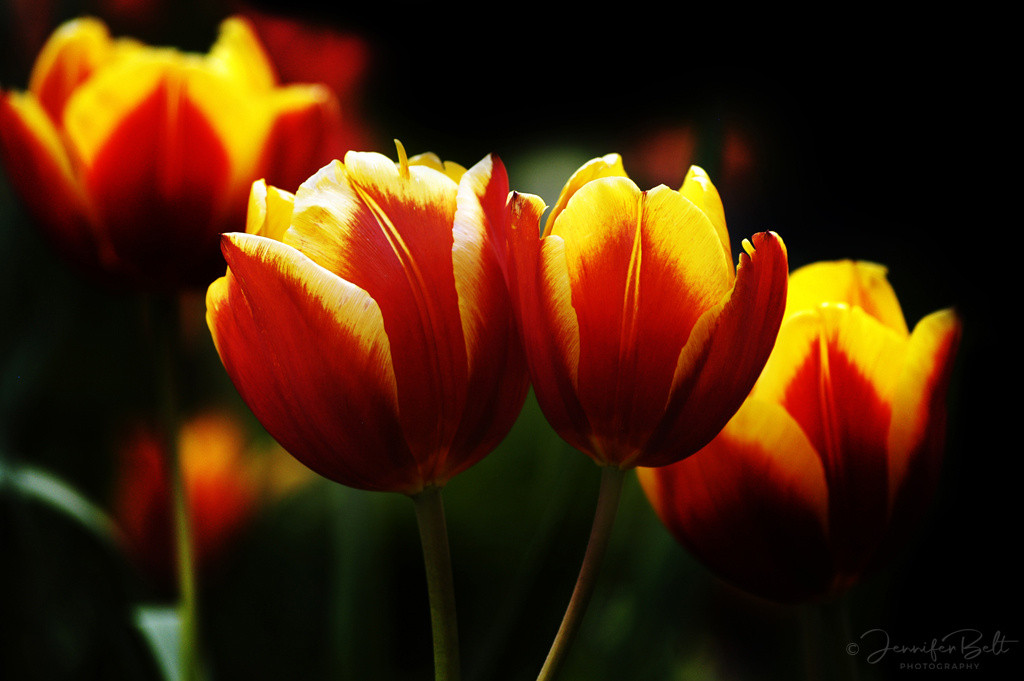 Tulip Glow