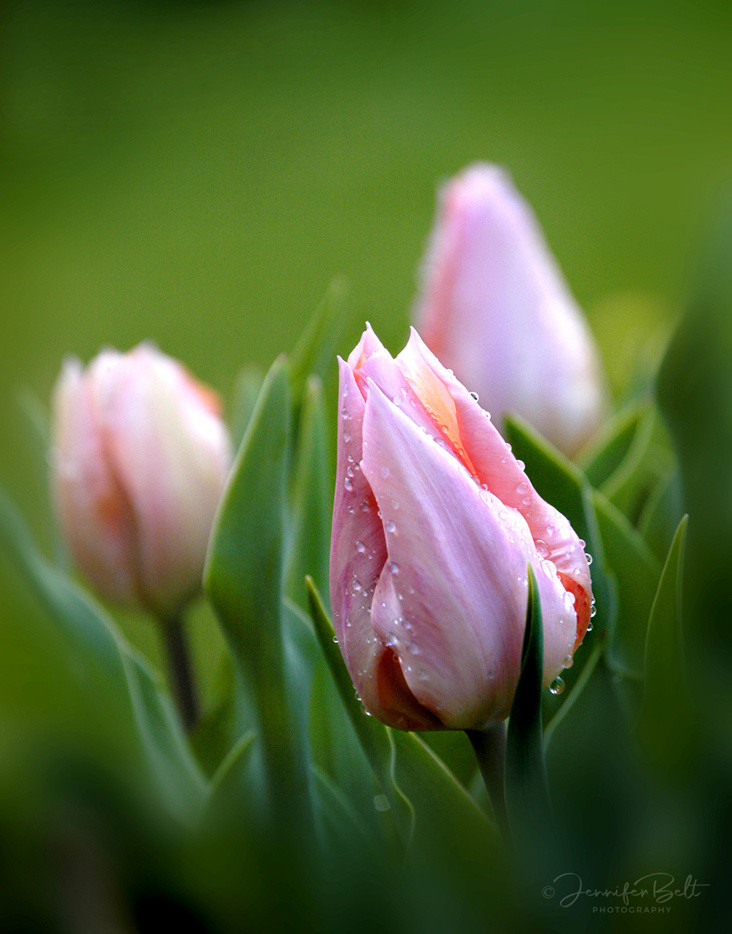 Tulip Morning (LE)