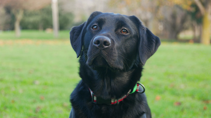 K9MD Hero - Bowel Cancer Detection dog