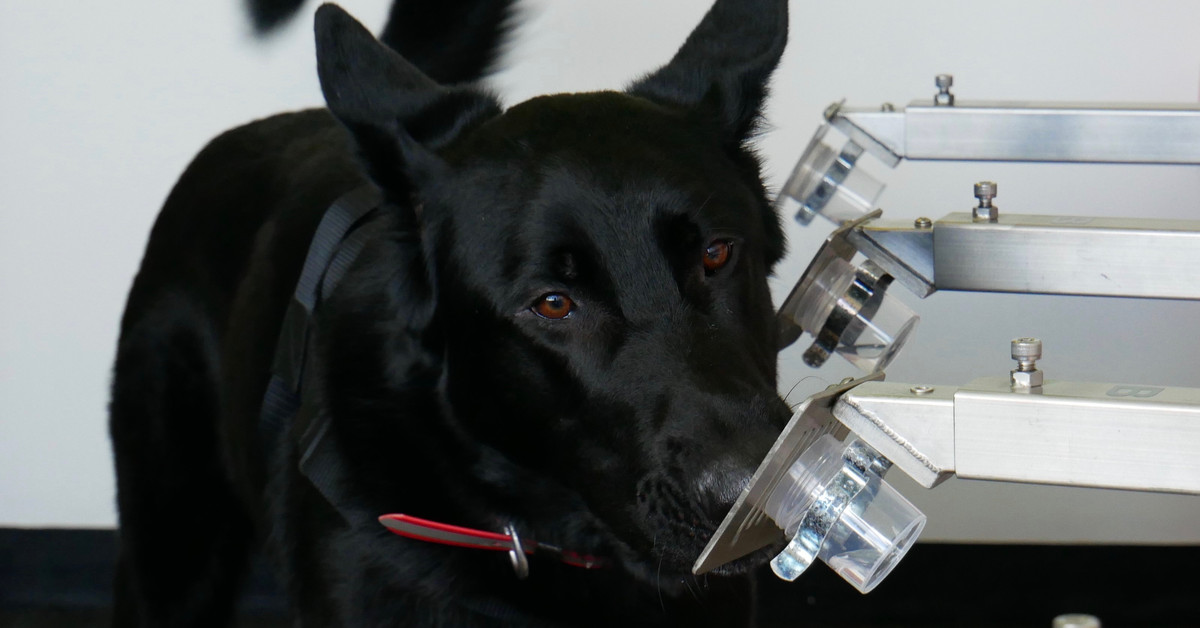 About K9 Medical Detection NZ Medical detection dogs New Zealand