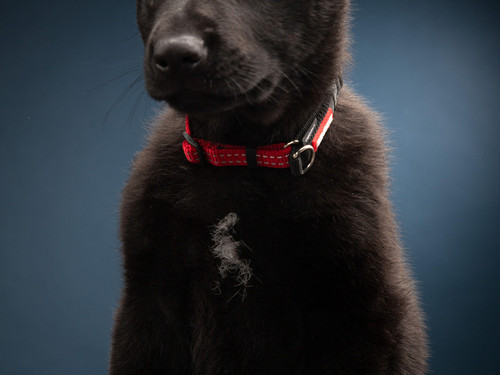 Weta Star von Heisenberg K9MD dog as a gorgeous puppy