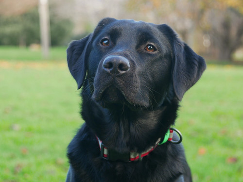 K9MD Hero - Bowel Cancer Detection dog