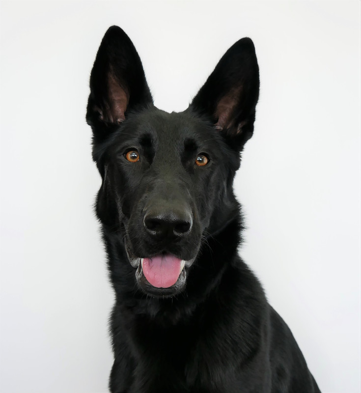 K9MD Weta - Bowel Cancer Detection dog