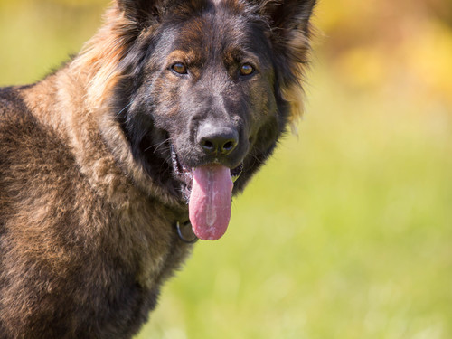 Freida, K9 Medical Detection dog