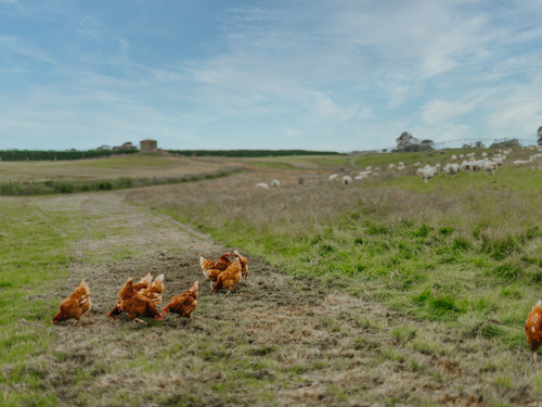 The chickens outside enjoying their fresh pasture with sheep grazing and water pressure powered irrigation