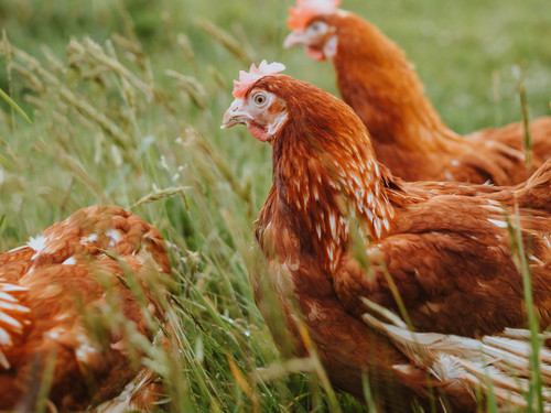 The happy healthy free range hens at Bowalley Free Range