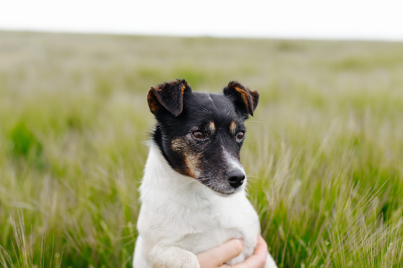 Pearl our Jack Russell terrier 