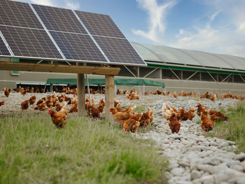 Our chooks love playing around our solar panels that power their shed