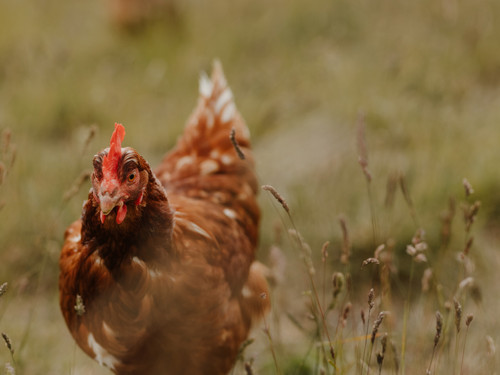 Has this Bowalley Free Range chicken spotted a tasty grub?