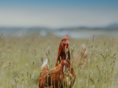 A Bowalley Free Range chicken out exploring on the farm