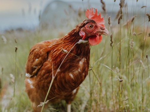 The Bowalley Free Range chickens enjoy spending sunny days outside exploring