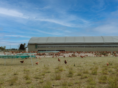 The Bowalley Free Range farm has lots of grass and shelter for any kind of weather