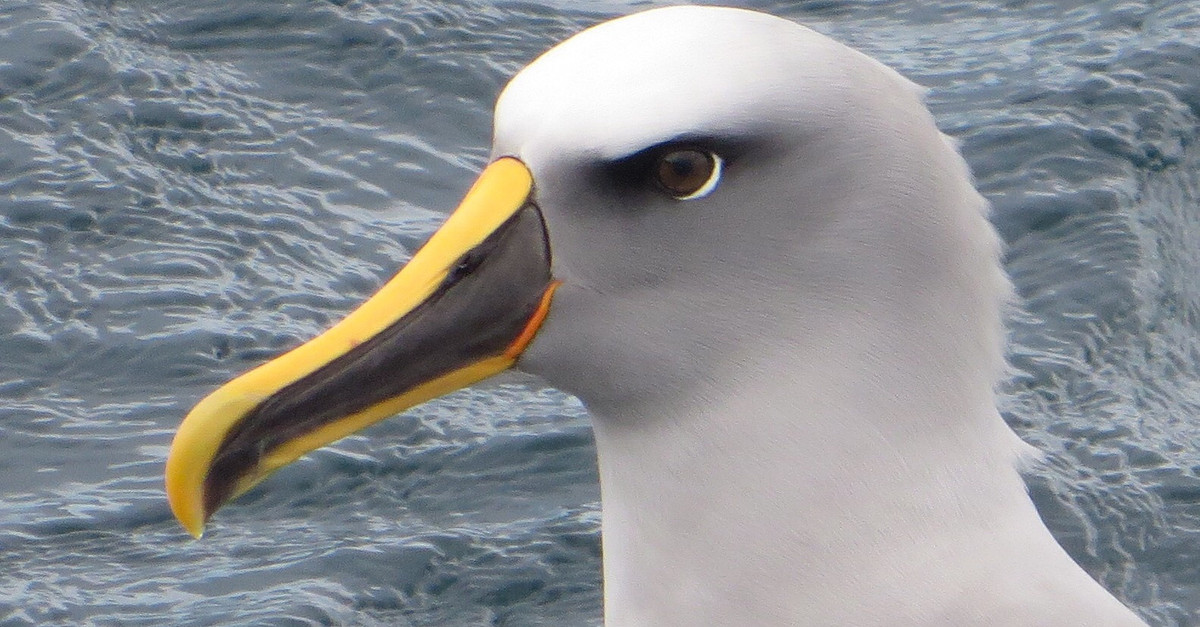 birding tours in new zealand