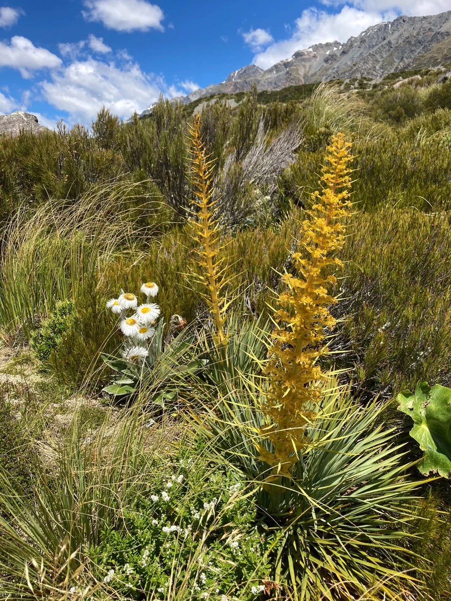 Speargrass and buttercups, Hooker Valley, Aoraki National Park