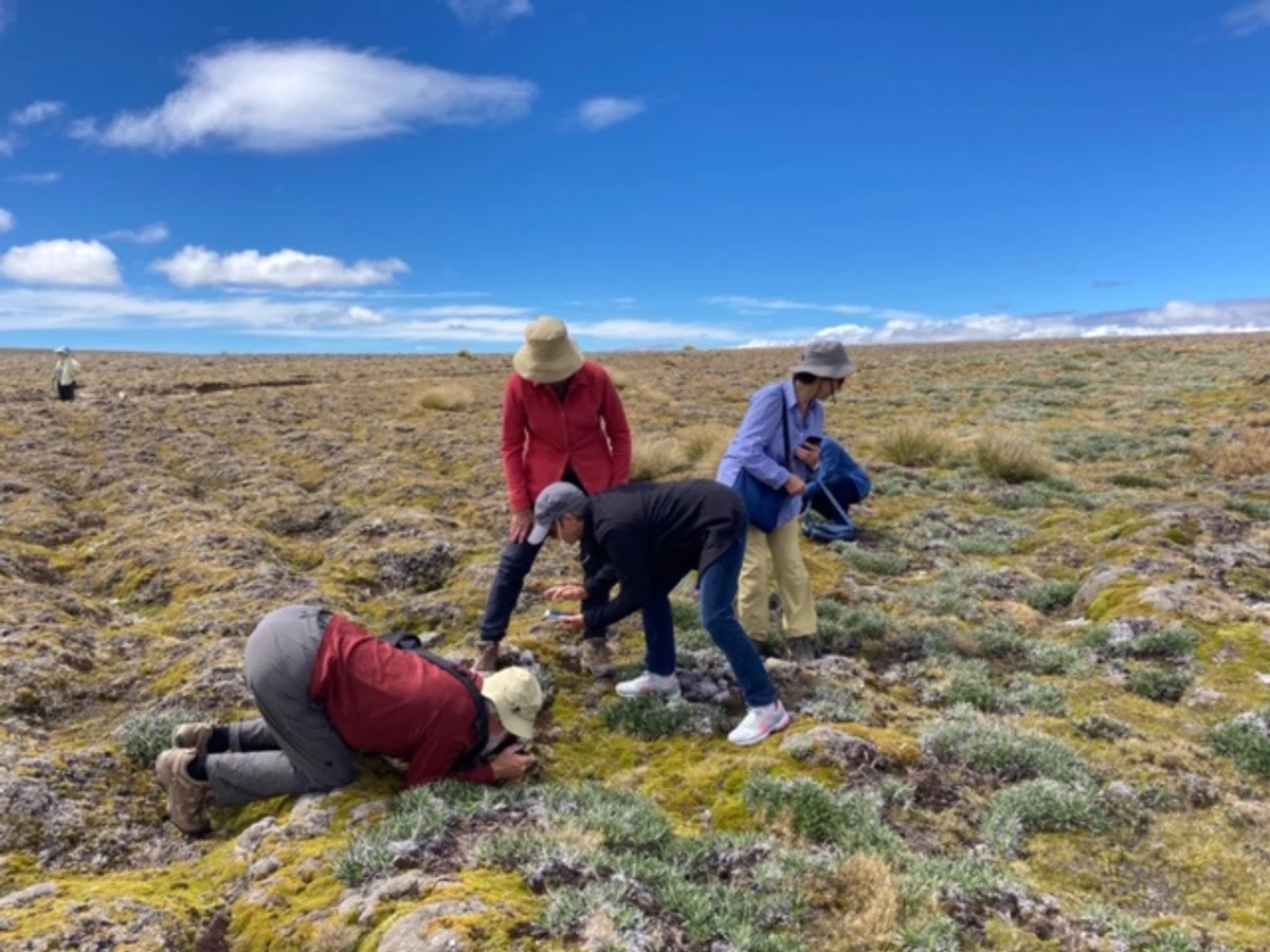Cushion Flora, Old man Range summit plateau