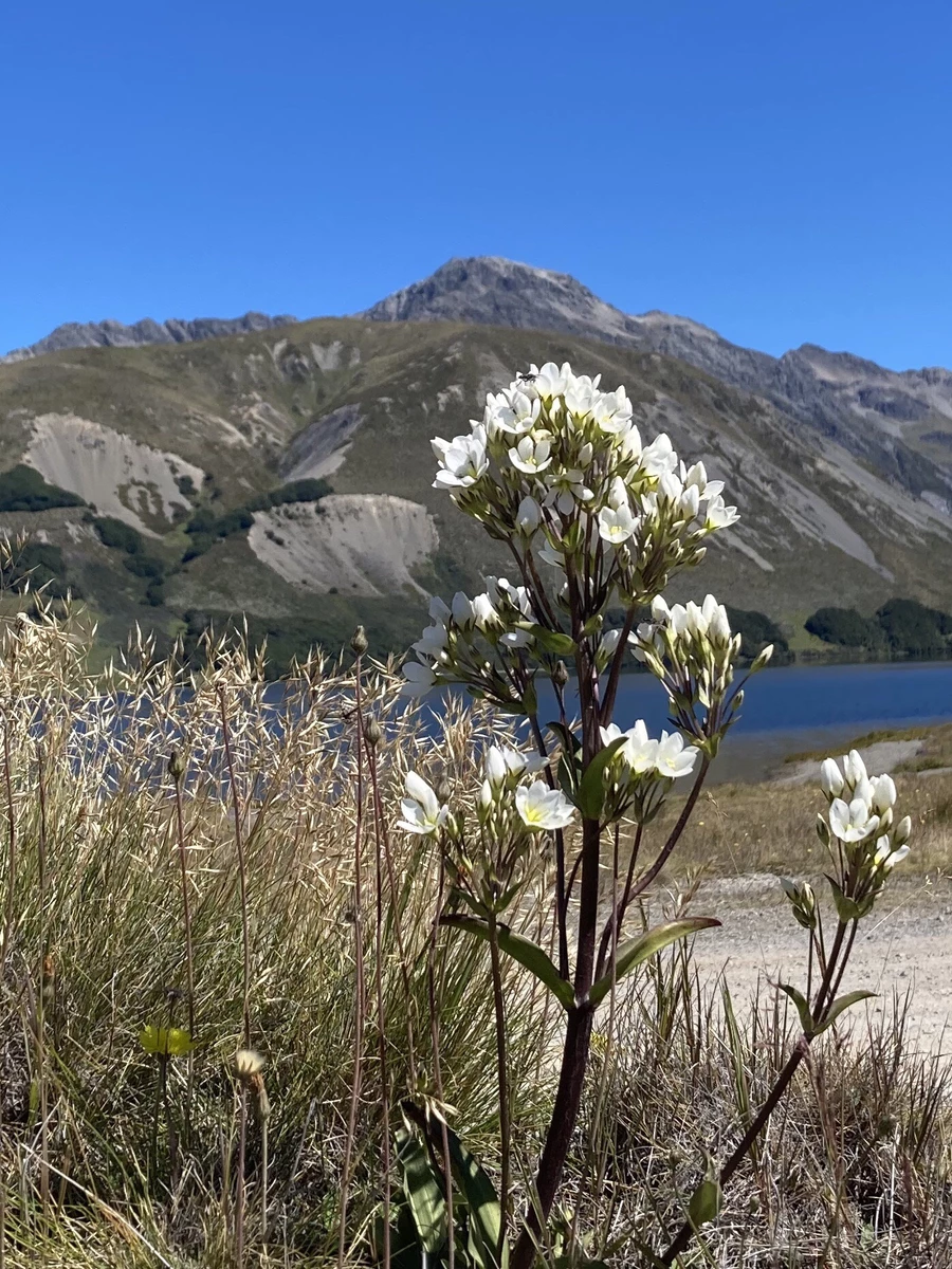 Gentianella corymbifera, Lake Tennyson