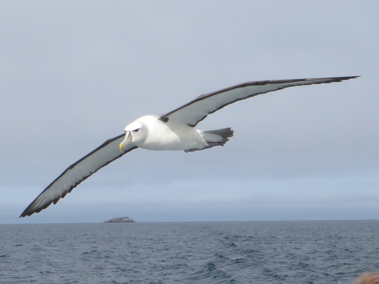 new zealand bird watching tours