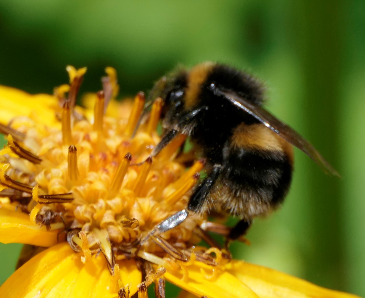 Changing Ways,  NLP Allergy Cure for bee stings