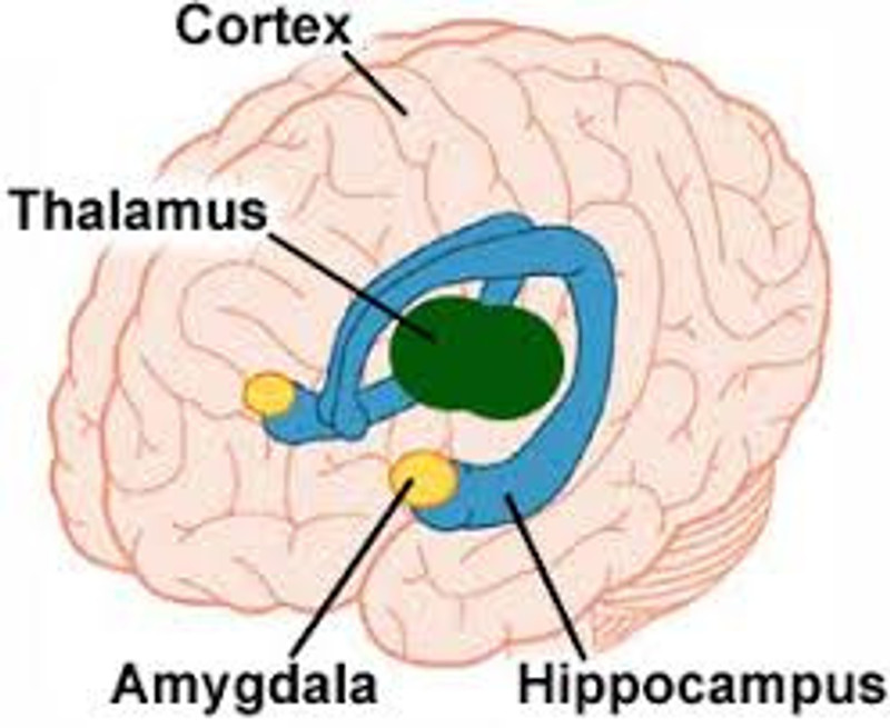 The amygdala, the home base of big emotions